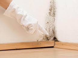 Mold Documentation for Insurance Claims in Mondovi, WI